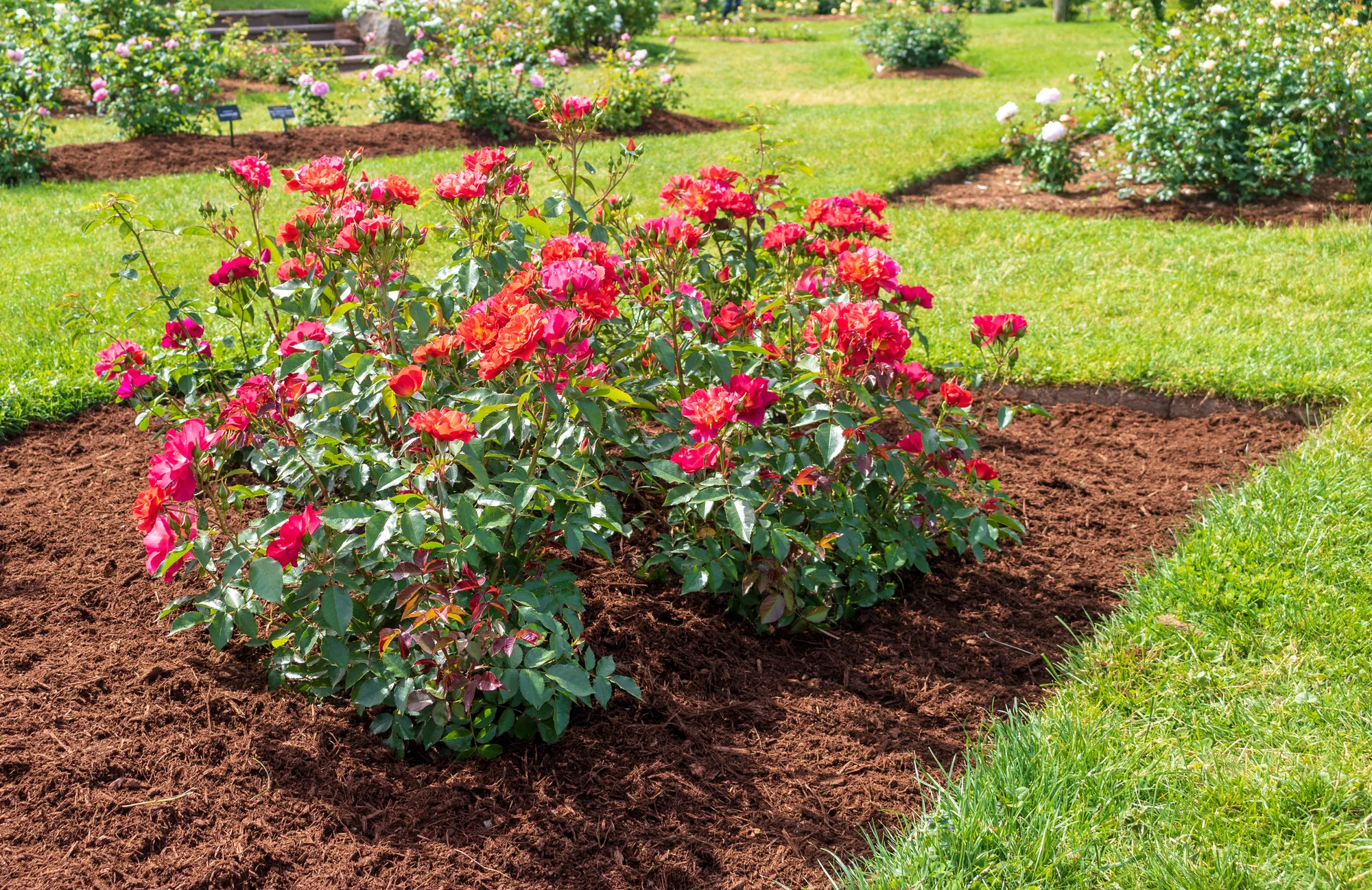 Garden Landscaping Reviews from Our Clients in Elk Grove, CA 95757
